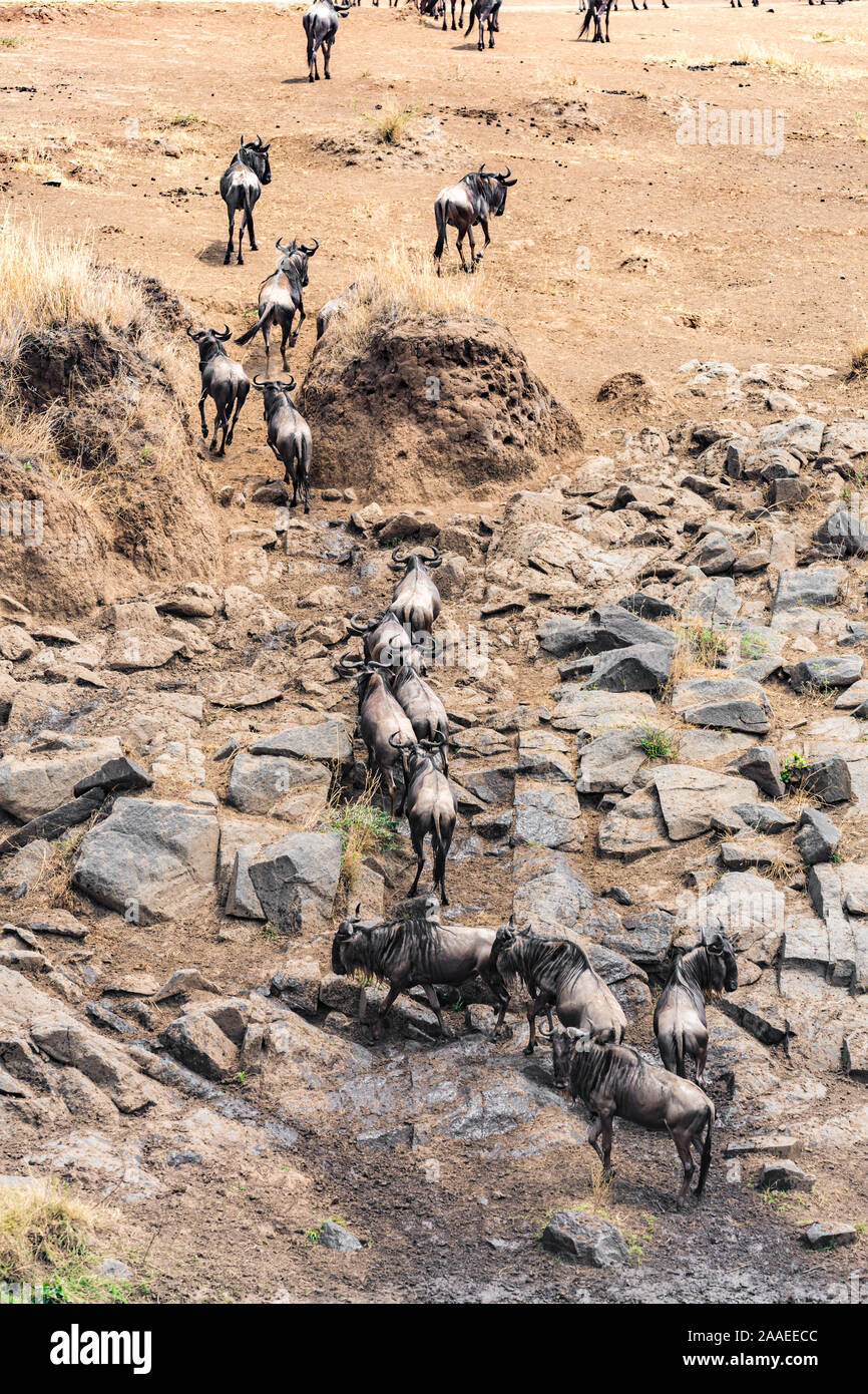 zebras and wildebeest during great migration Stock Photo