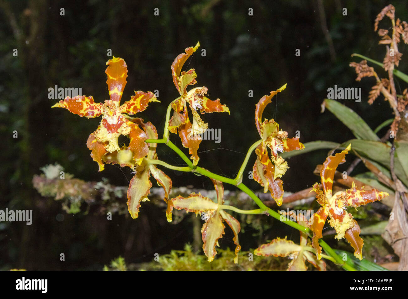 Tiger orchid, a beautiful tropical flower, in a natural environment, in the Cocora Valley, in Quindío, Colombia Stock Photo
