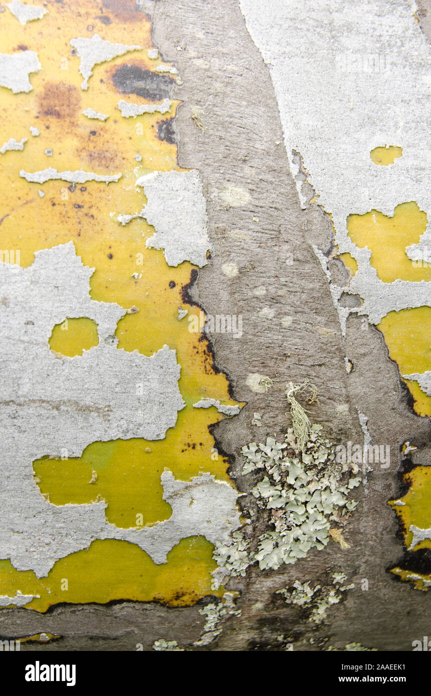 Vegetable texture, colorful surface of the wax palm trunk with some lichens Stock Photo