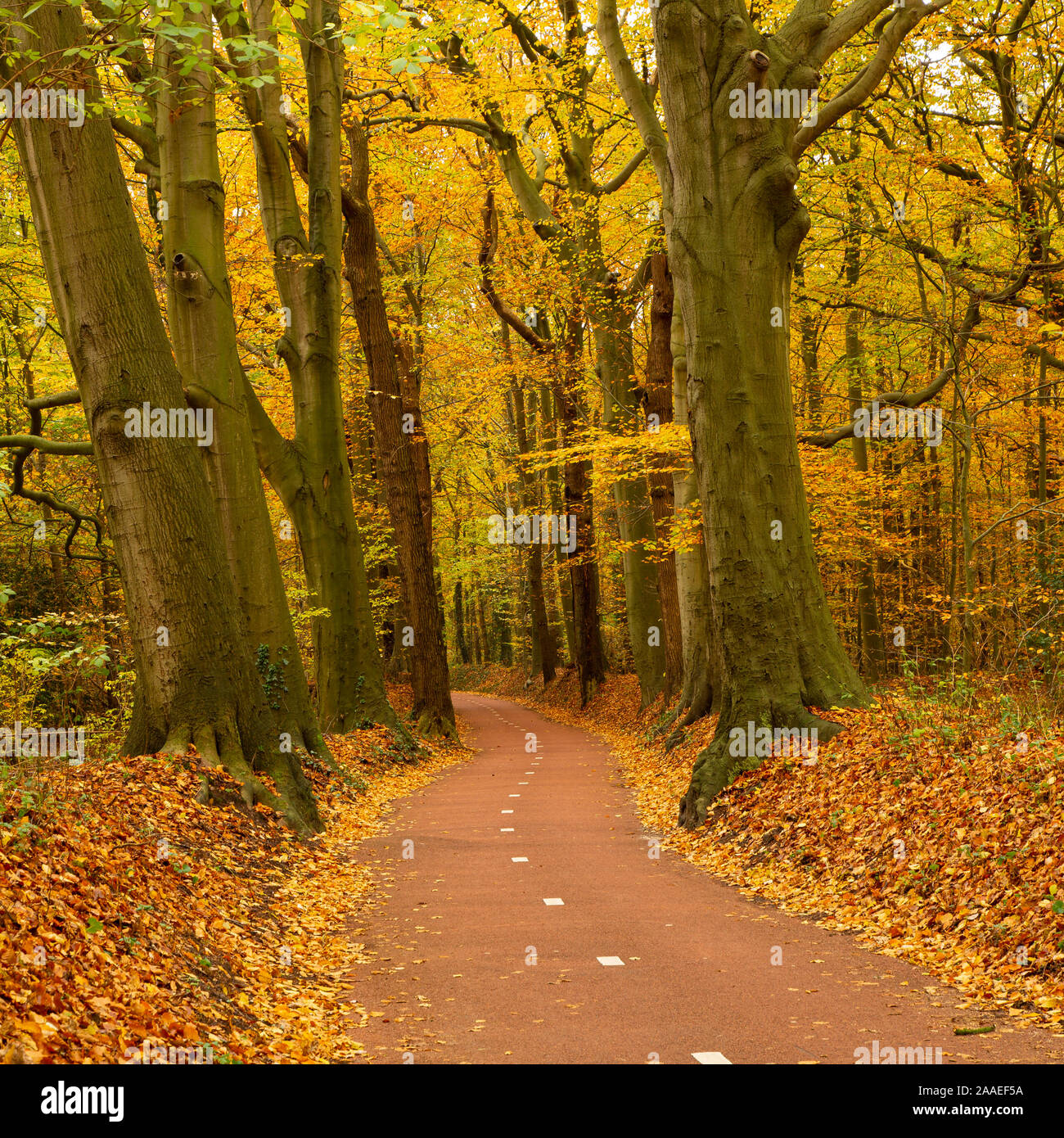Autumn colored wood with a cycle track, Heiloo, the Netherlands Stock Photo
