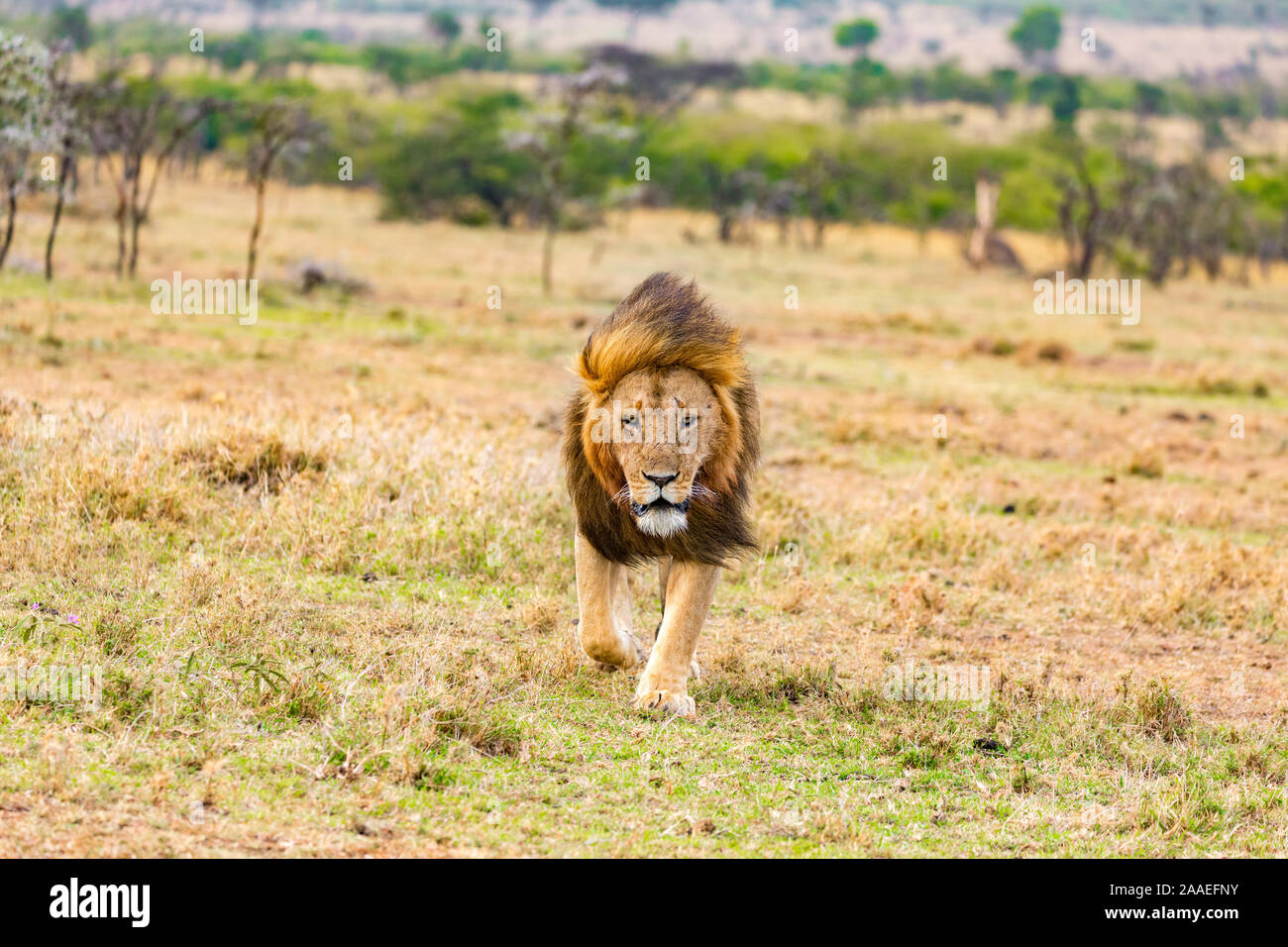 lion in african savanna Stock Photo