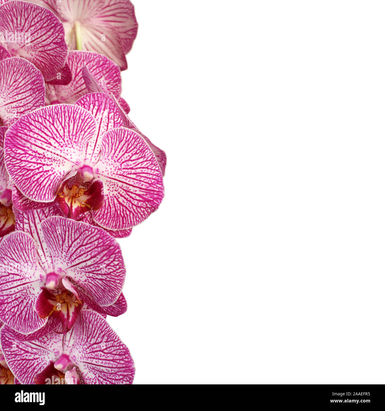 White with purple Orchid (Phalaenopsis) on white background Stock Photo