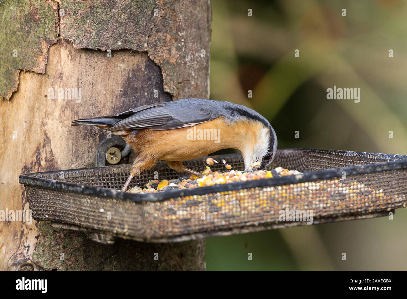 Nuthatch Sitta europaea blue grey upper buff underside chestnut flanks white cheeks black line through eye to back of head short stiff tail black bill Stock Photo