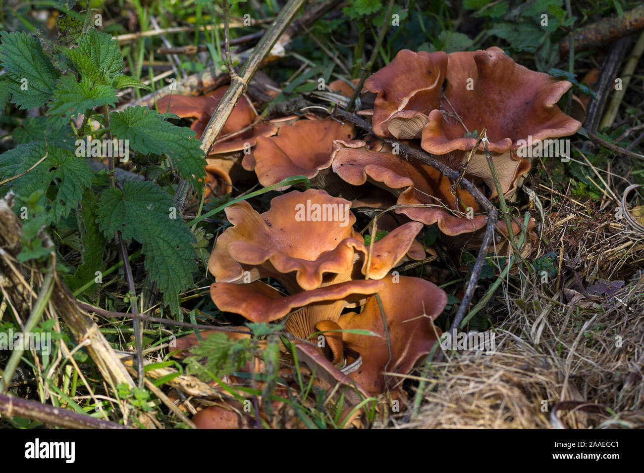 Fungi large orange brown honey coloured colored cup shaped wavy edged forest fungi at ground level Stock Photo