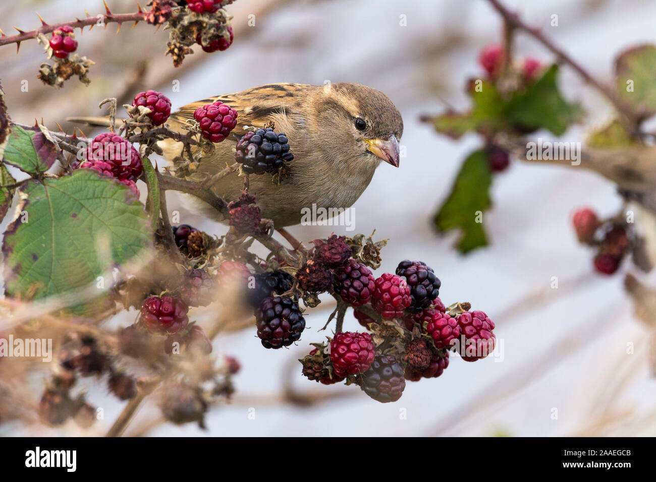 Sparrow Passer domesticus female on winter blackberries, thick bill streaked back, pale underparts and cheeks, pale brown crown pale stripe behind eye Stock Photo