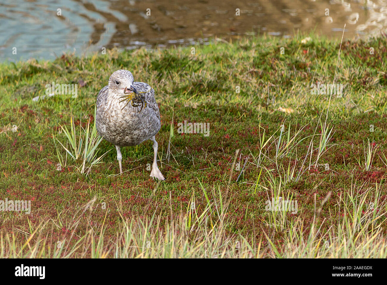 Crab on the gull menu hires stock photography and images Alamy