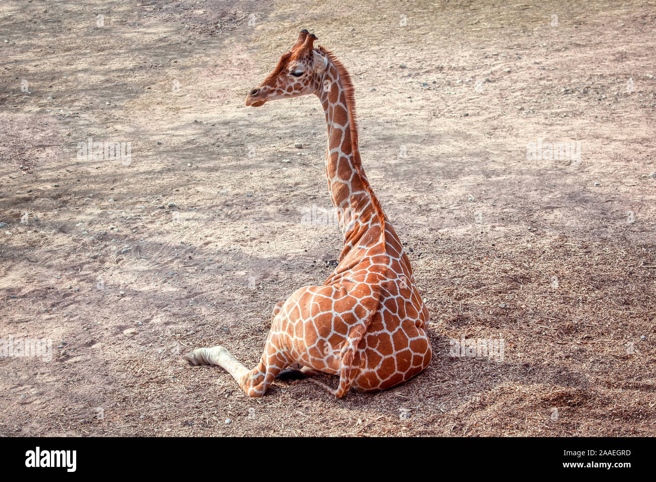 Giraffe lying down on the ground Stock Photo - Alamy