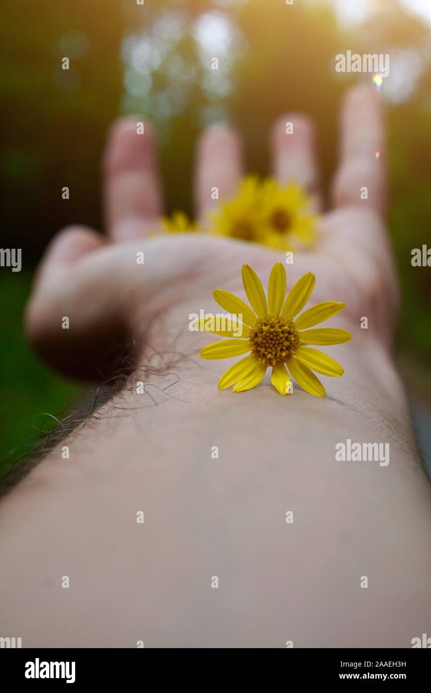 man hand with a beautiful flower feeling the nature Stock Photo