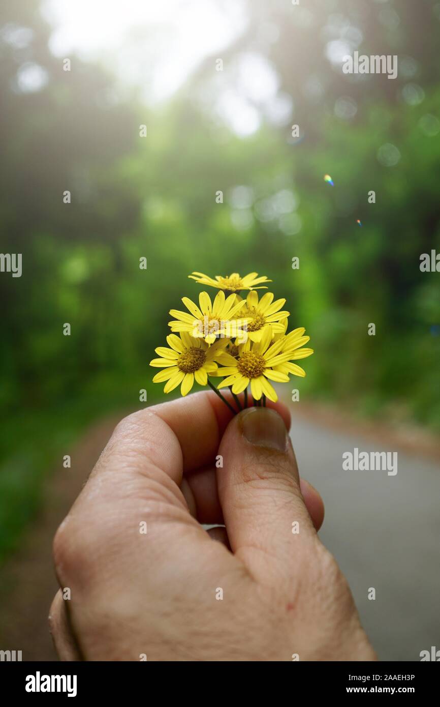 man hand with a beautiful flower feeling the nature Stock Photo