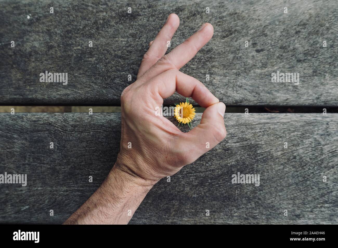 man hand with a beautiful flower feeling the nature Stock Photo