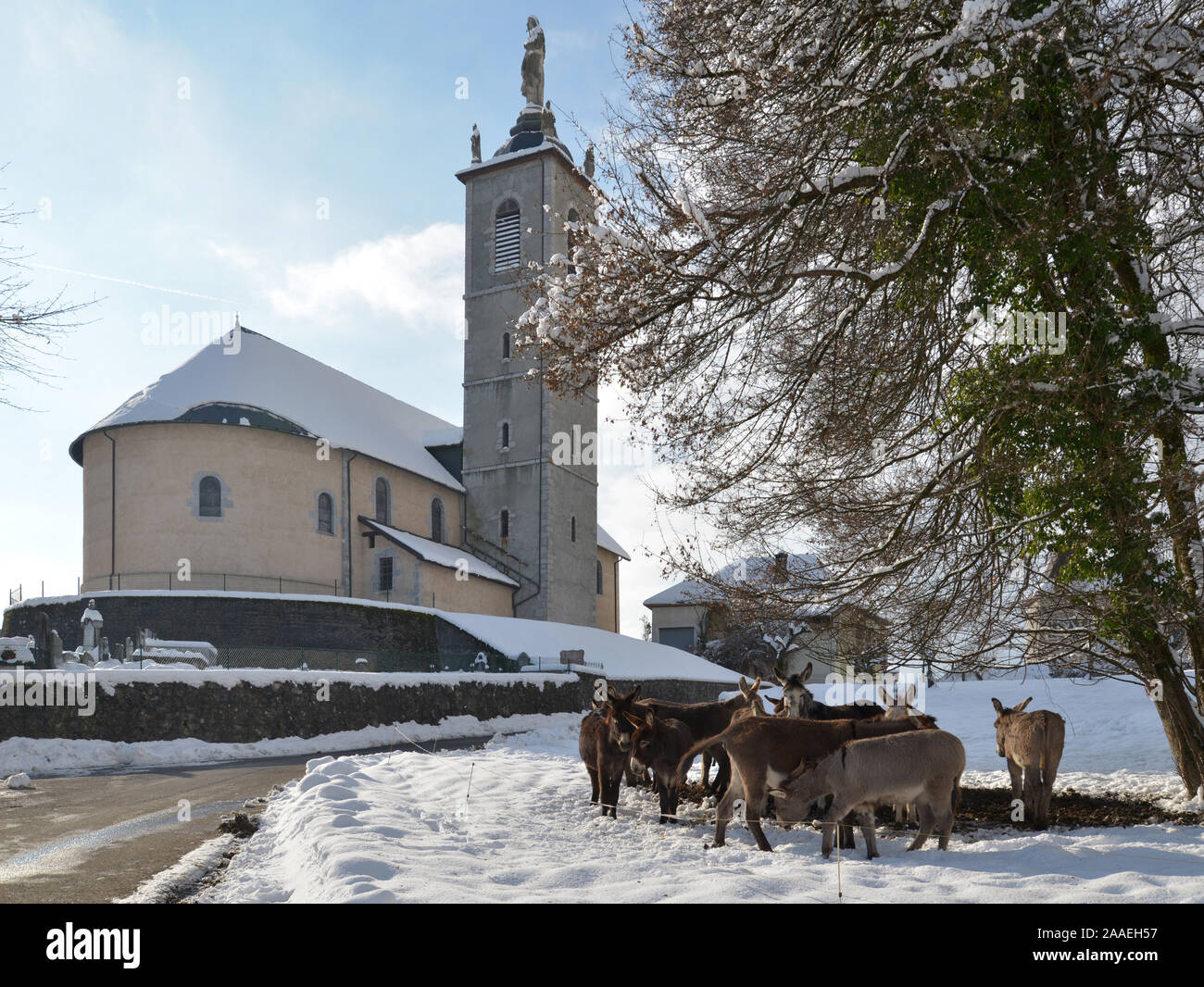Donkeys in the snow with in background the church of Mercury Savoie 73 Stock Photo