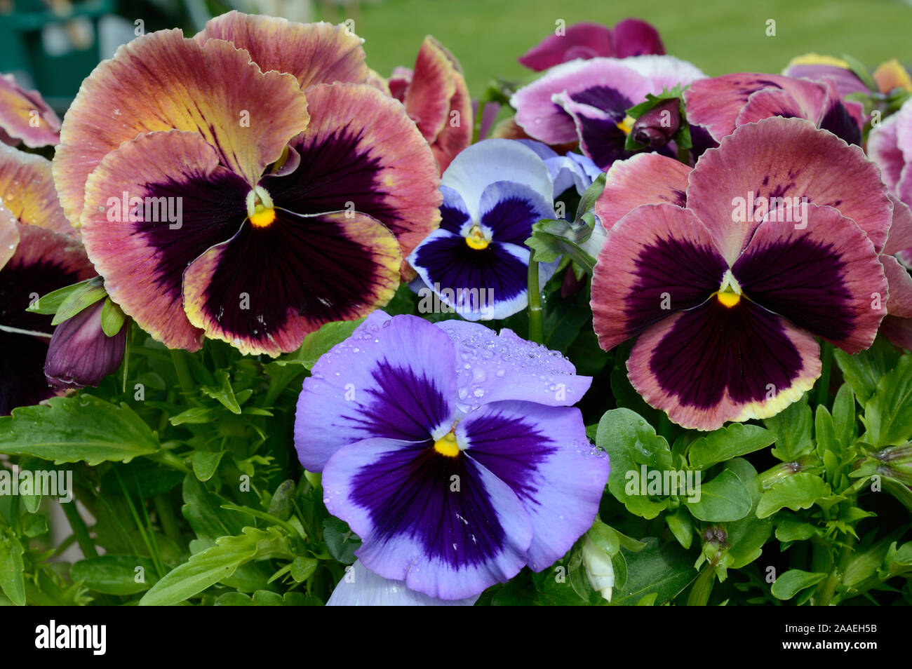 Light blue flowers hires stock photography and images Alamy