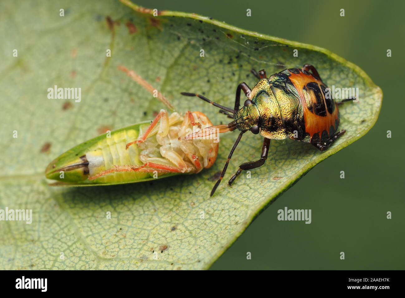 Bronze Shieldbug nymph feeding on Iassus lanio leafhopper prey. Tipperary, Ireland Stock Photo