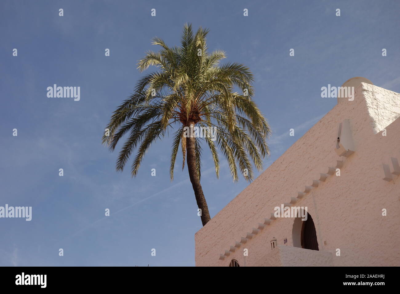 Palm Tree, Andalucia, Spain Stock Photo
