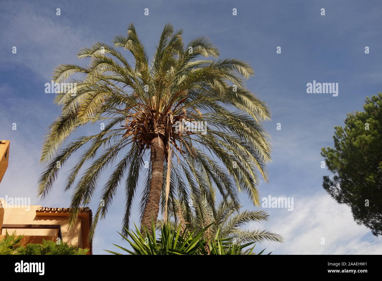 Date Palm, Marbella, Spain Stock Photo