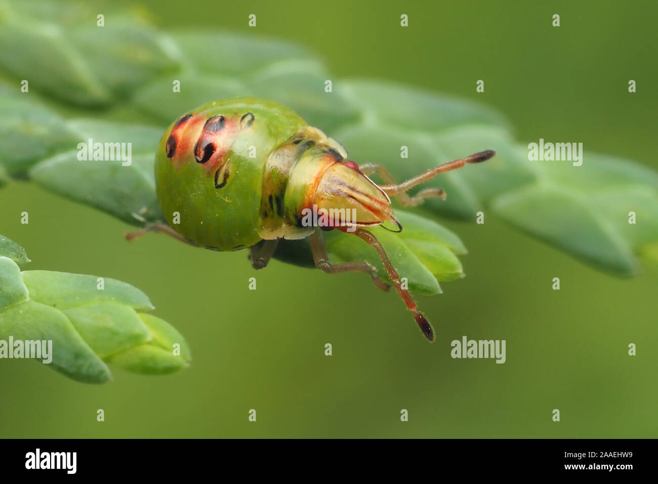 Juniper shieldbug early instar nymph hi-res stock photography and ...