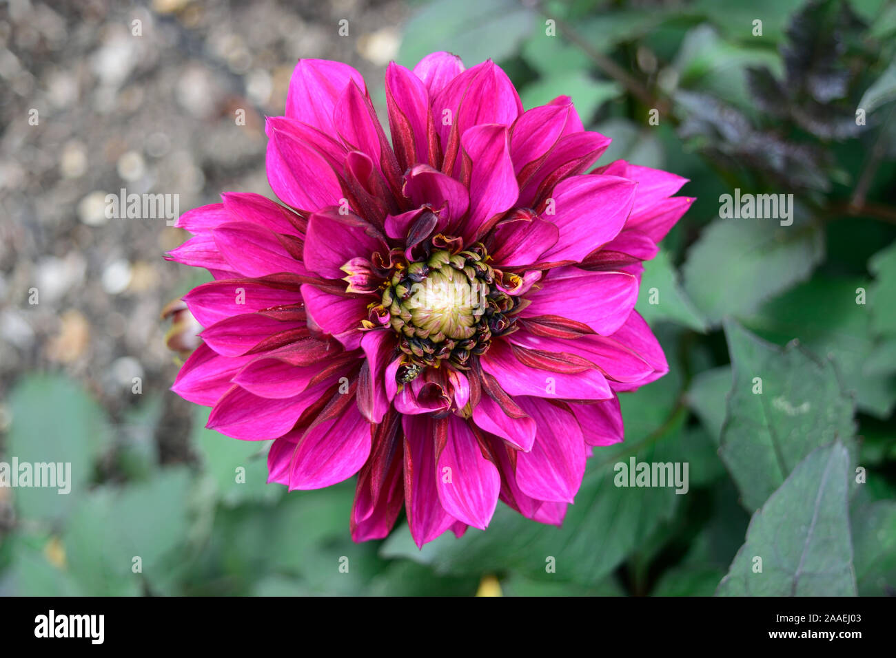 Dahlia purple hi-res stock photography and images - Alamy