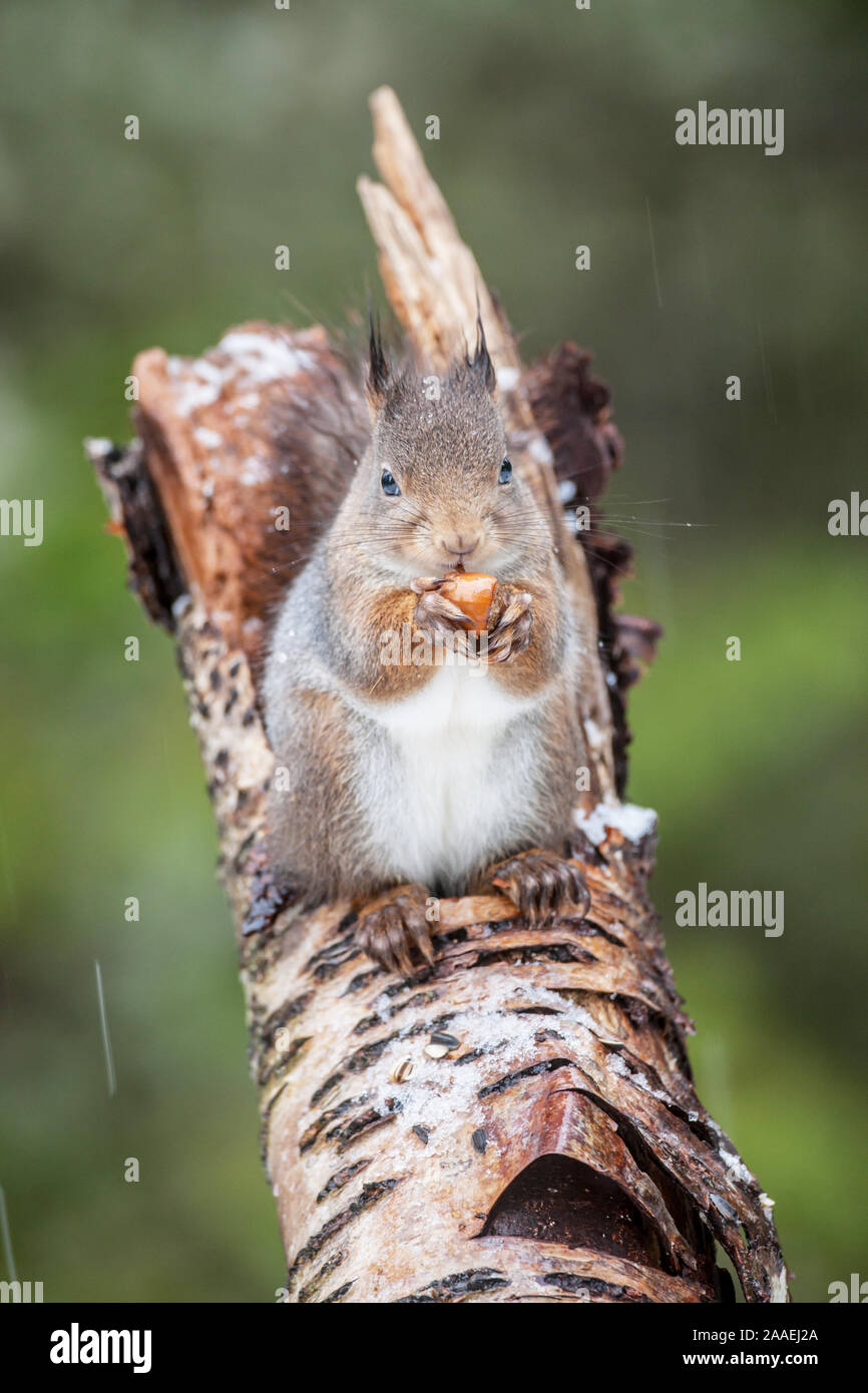 Red Squirrels Is Standing On A Branch Hi-res Stock Photography And 