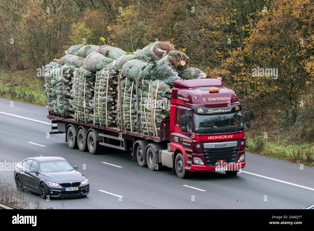 Imported nondrop trees from Scandinavia. The Nordmann Fir tree