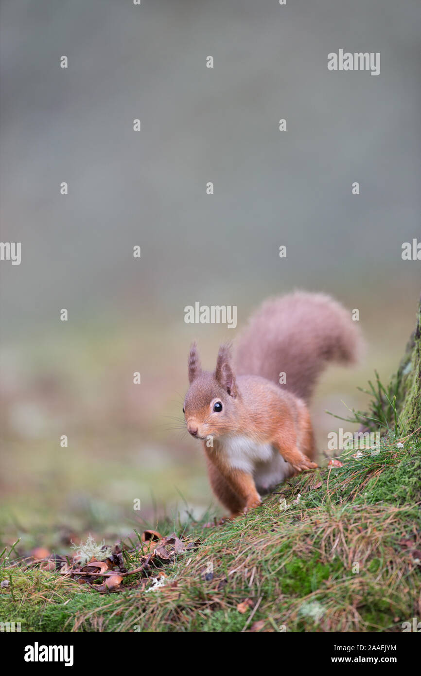 Red Squirrel Sciurus Vulgaris Looking For Food On The