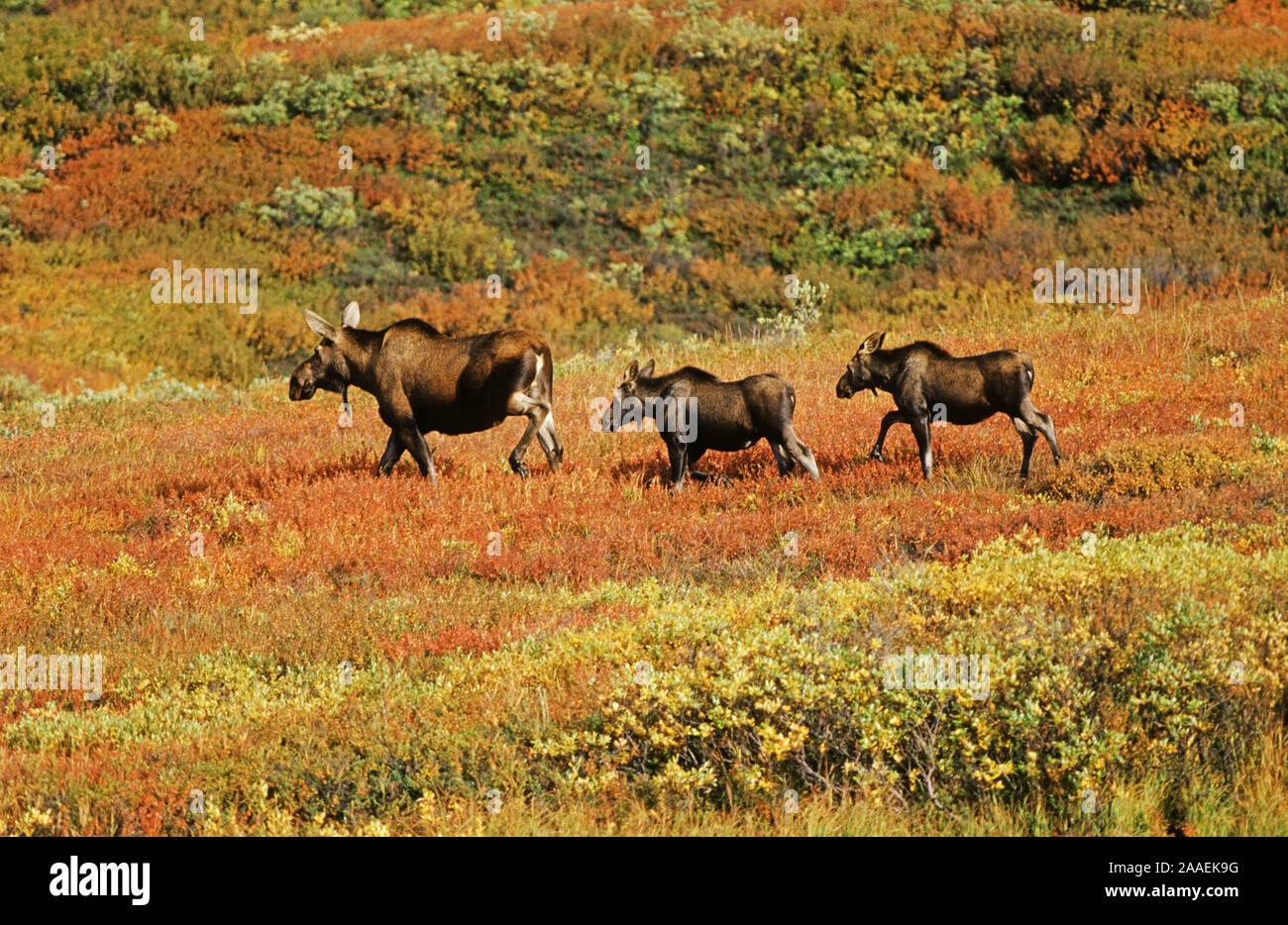 Elch (Alces alces), Denali N.P., Alaska Stock Photo
