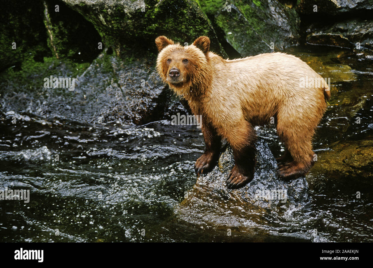 Braunbär im Tongass Regenwald am Lachs fischen - Südost Alaska Stock Photo