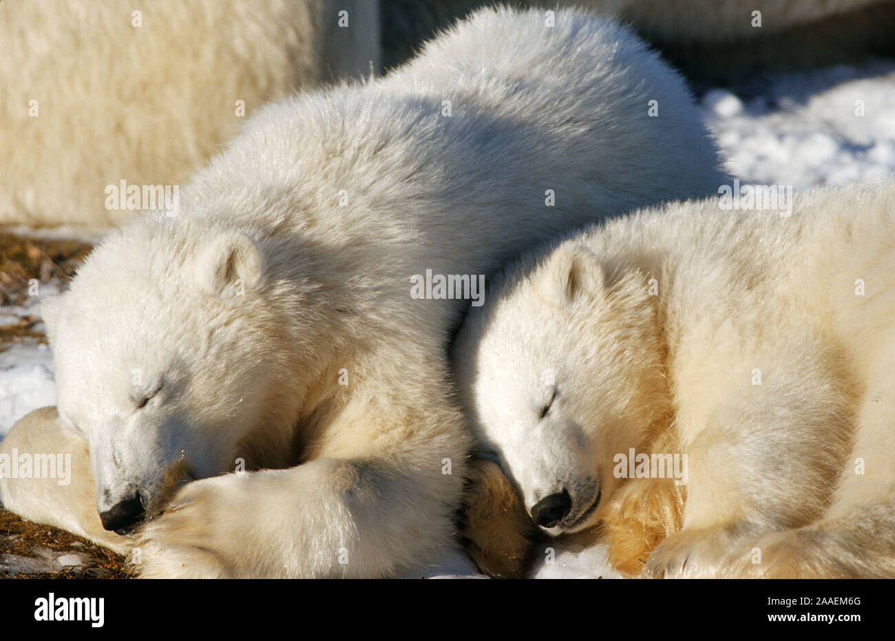 Zwei kleine Eisbären (Ursus maritimus) an der Hudson Bay - Kanada Stock Photo