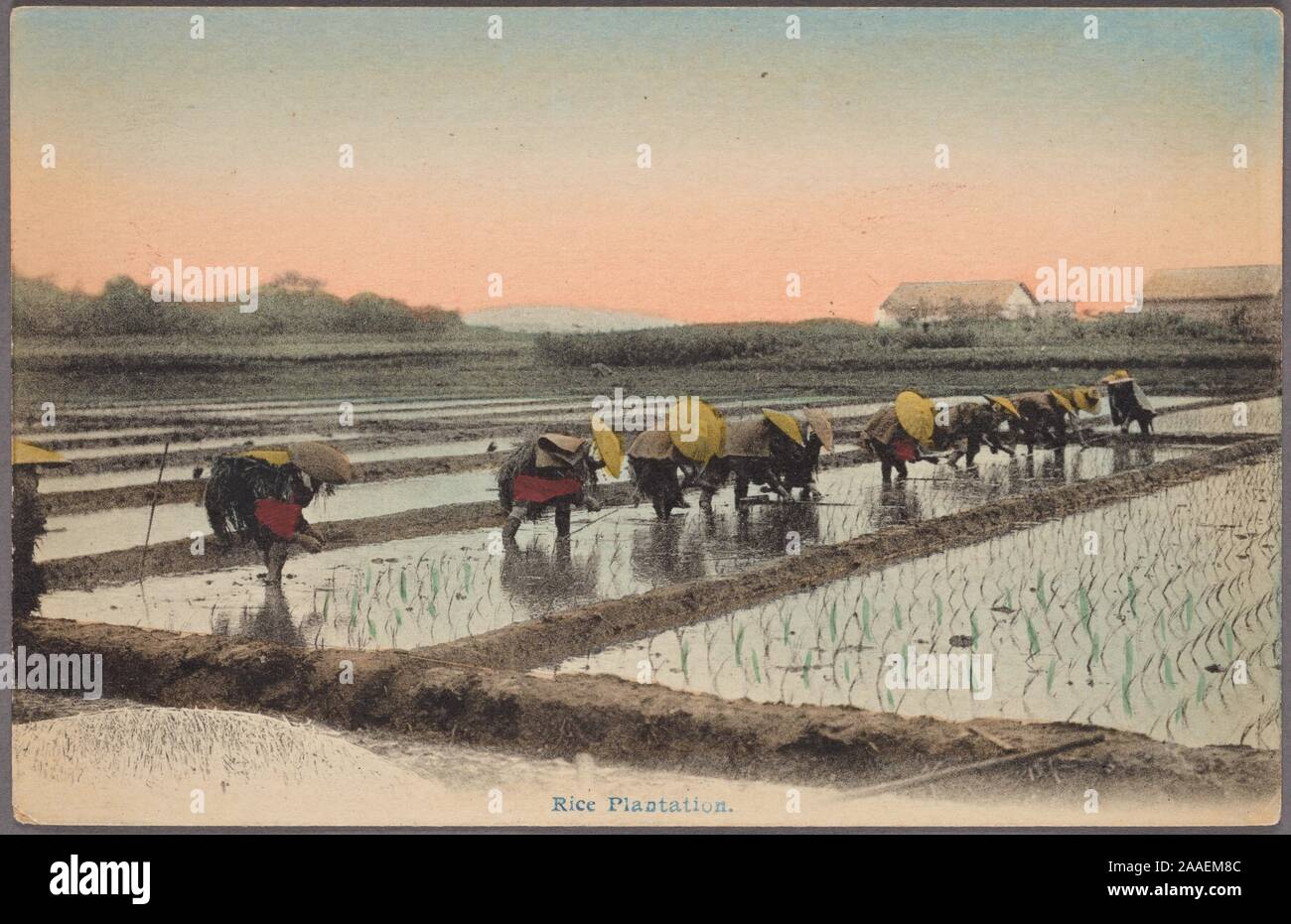 Illustrated postcard of a group of Japanese farmers wearing traditional straw hats planting rice in rice paddies, Japan, 1915. From the New York Public Library. () Stock Photo