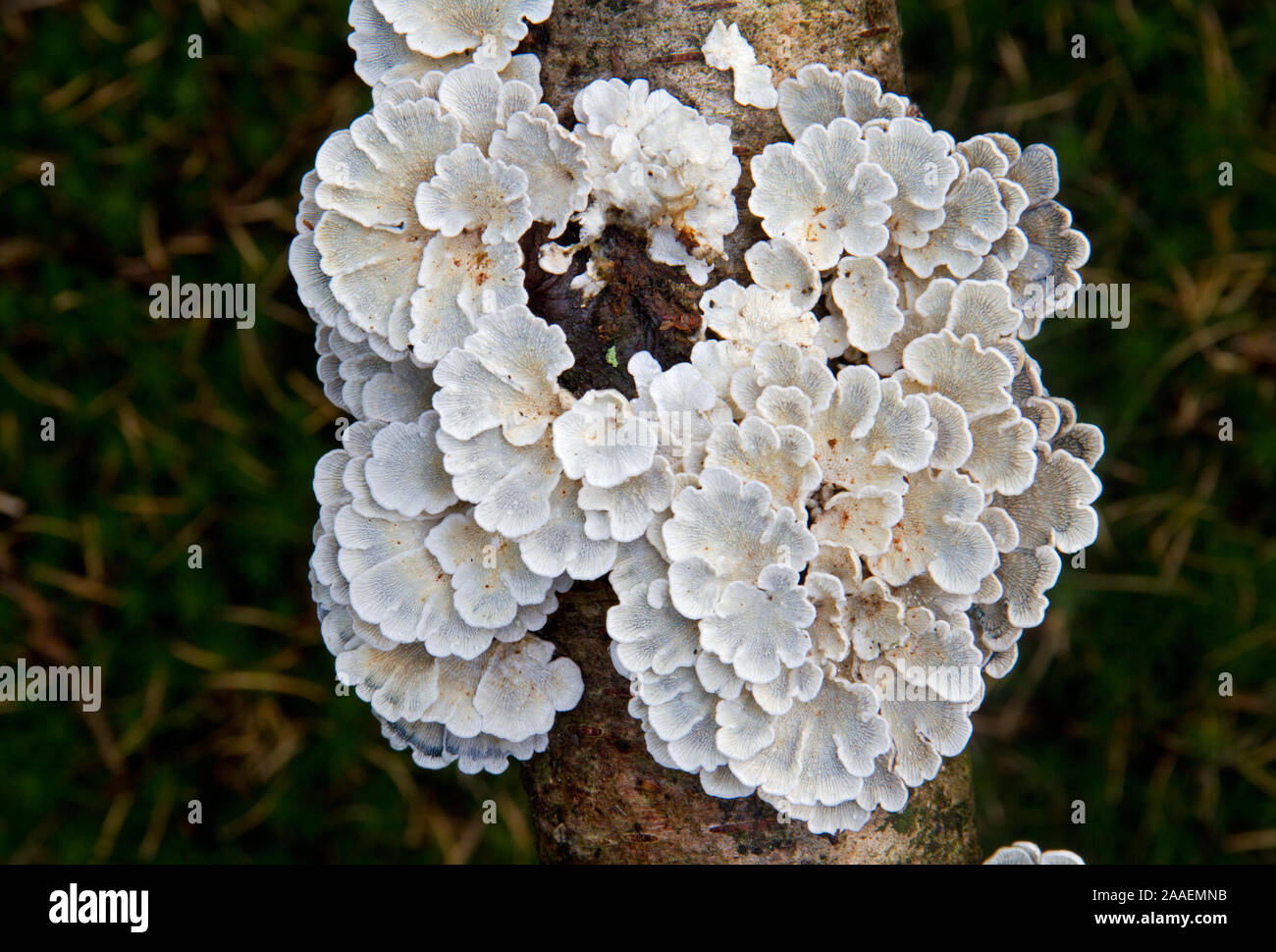 Split Gill (schizophyllum commune) on a dead branch of a Birch, resembling loose chinese fans, viewed from the bottom side Stock Photo