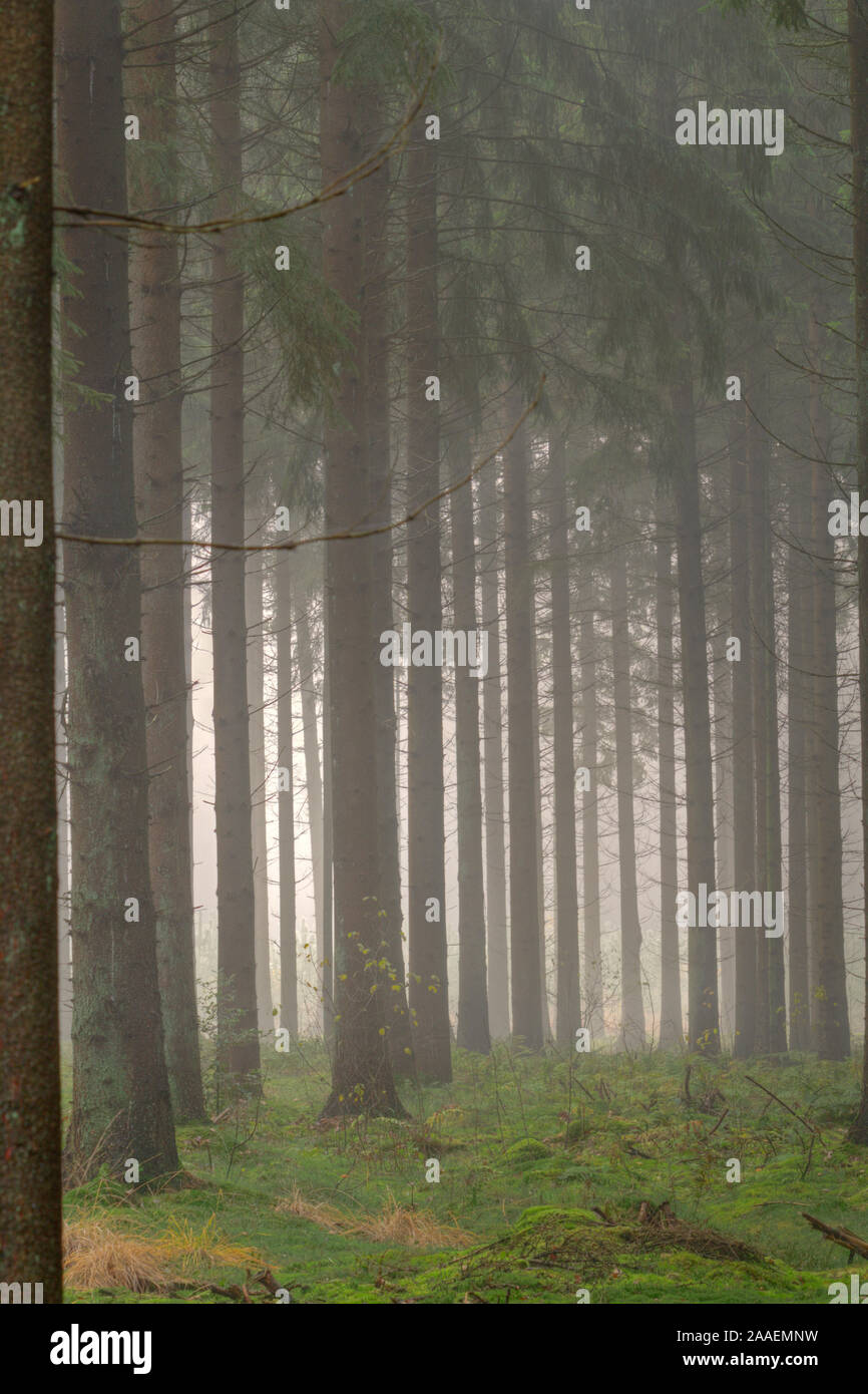 Misty morning in a mysterious pine forest Stock Photo