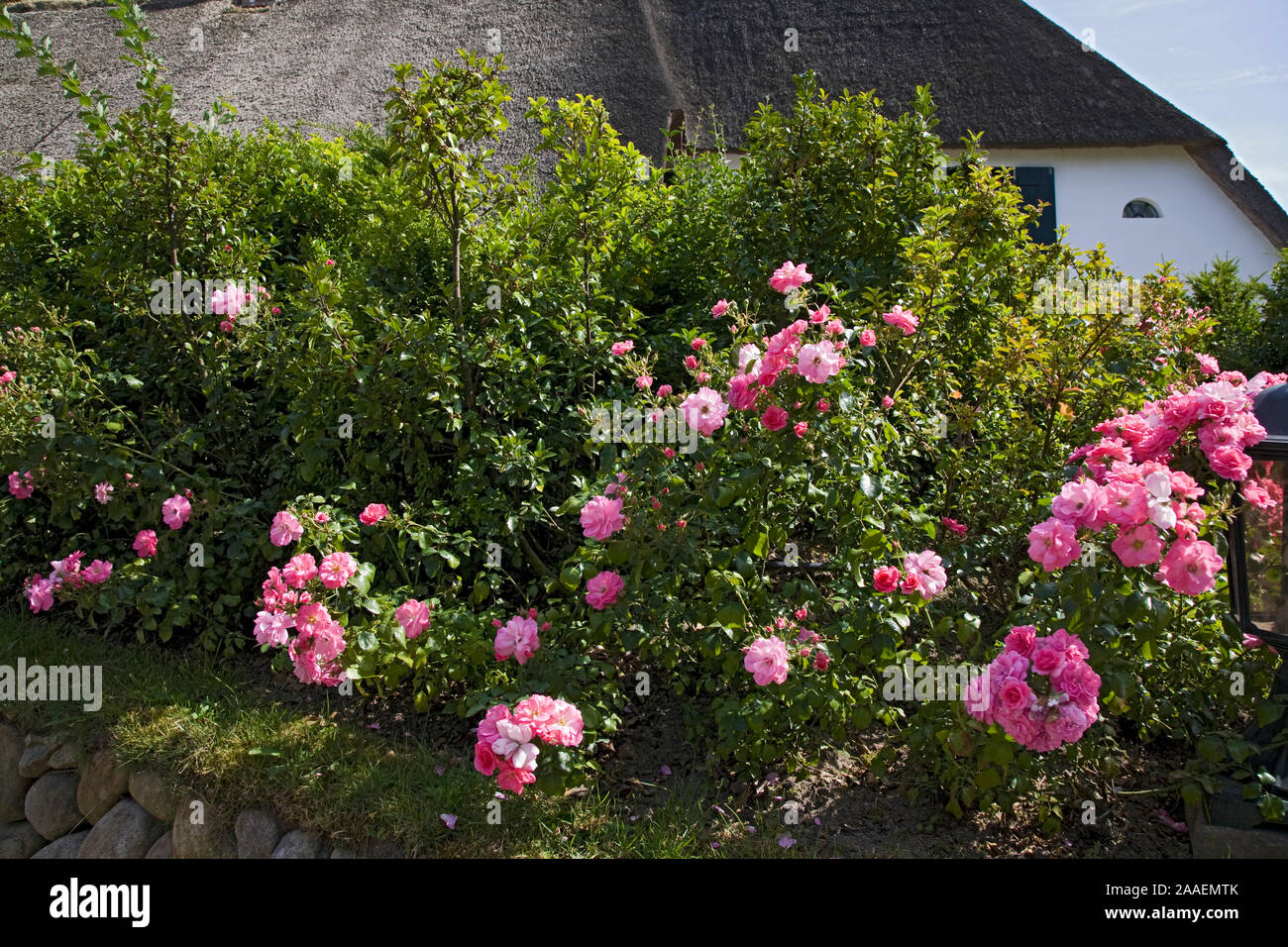 Haus Rose High Resolution Stock Photography and Images - Alamy