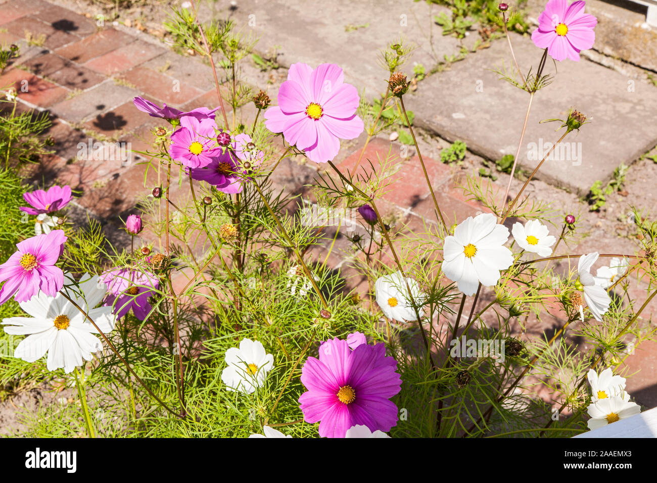 bauerngarten hires stock photography and images Alamy
