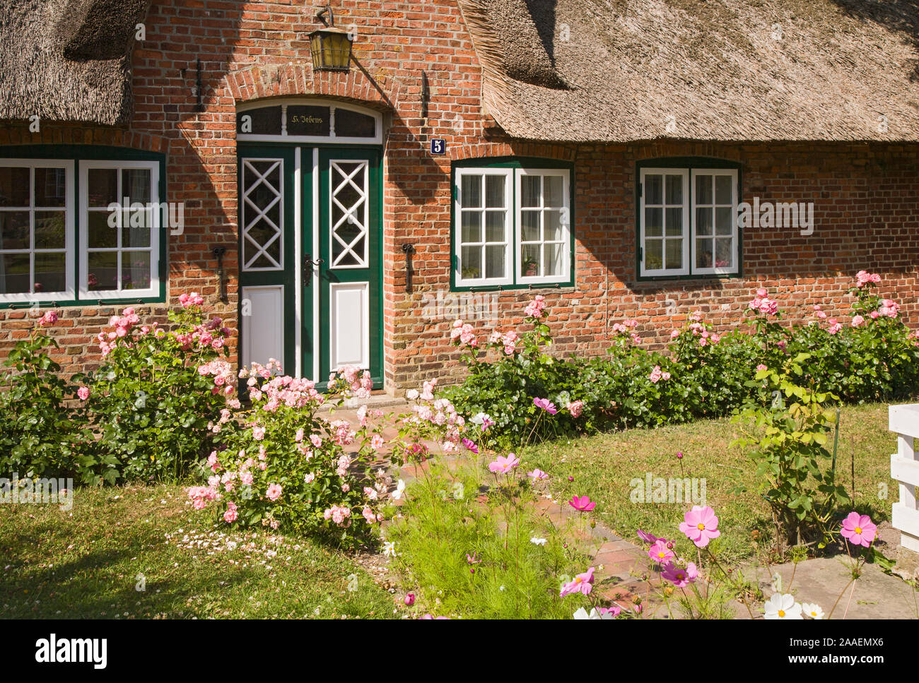 Friesenhaus, bluehende Rosensträucher, Keitum, Sylt Stock