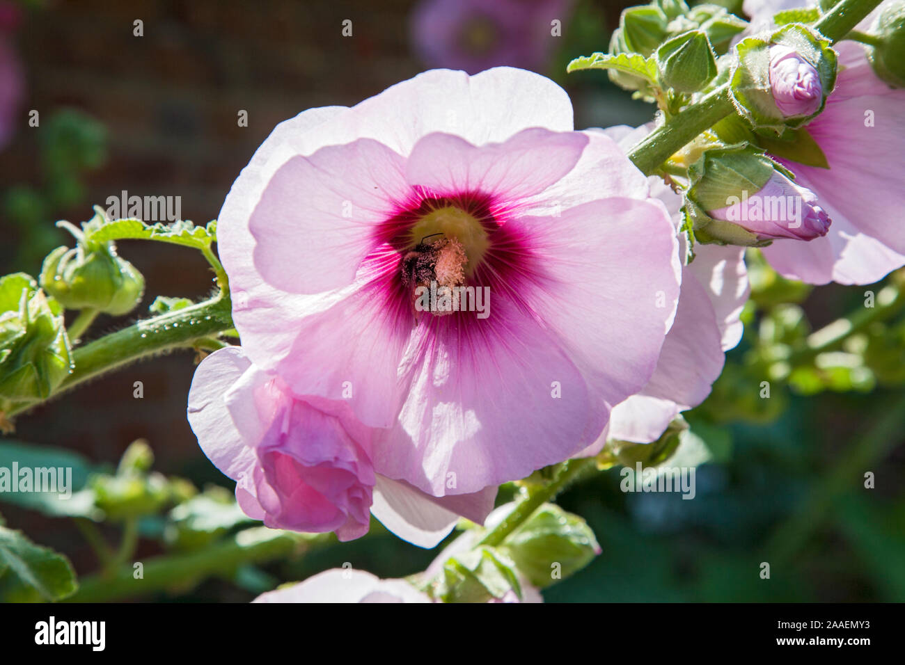 bluehende Stockrose, Keitum, Sylt, Nahaufnahme Stock Photo
