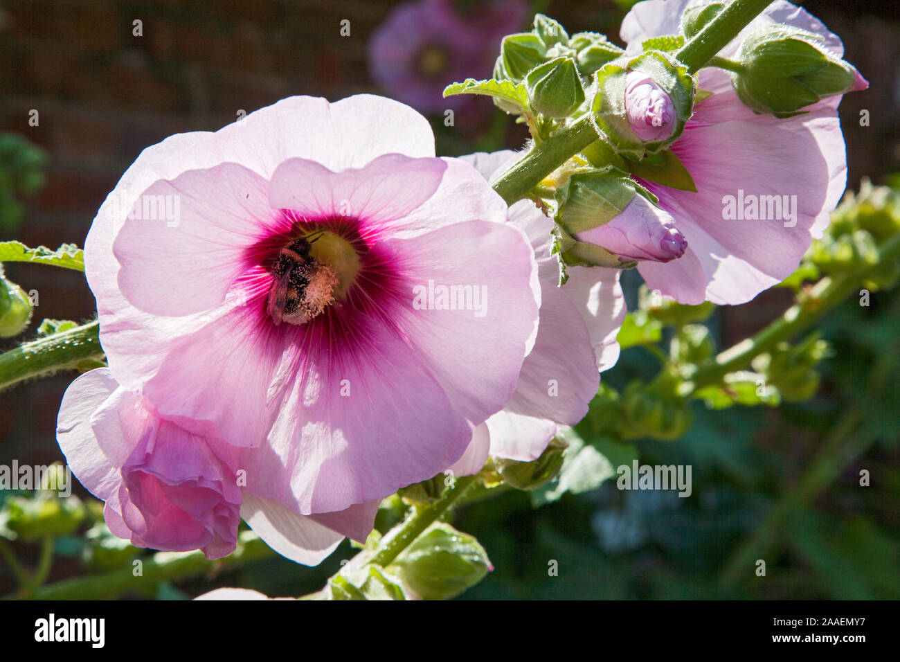 bluehende Stockrose, Keitum, Sylt, Nahaufnahme Stock Photo