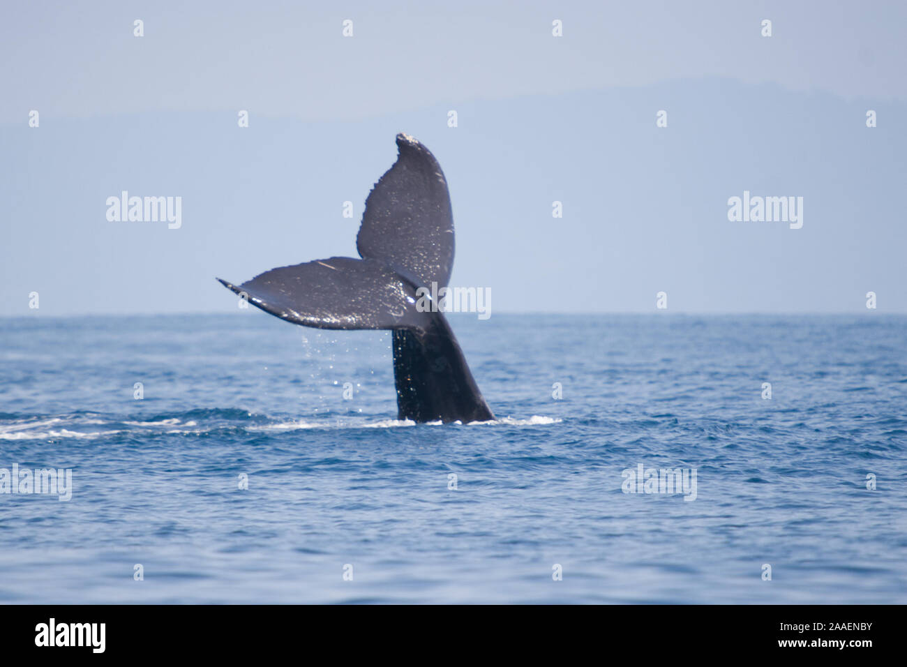 Humpback whale free dive hi-res stock photography and images - Alamy