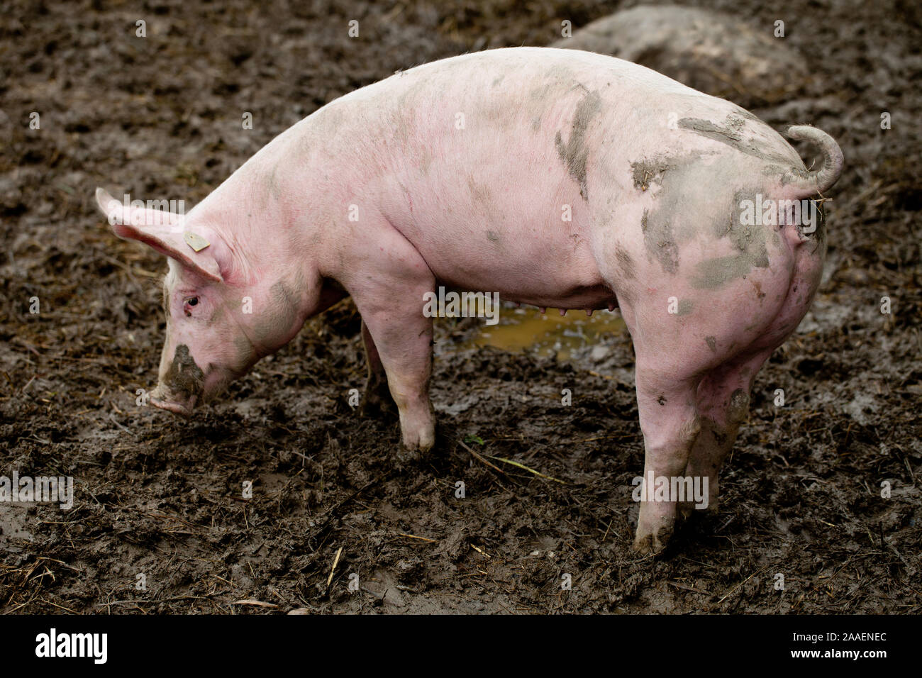 A pig eating in the mud Stock Photo Alamy
