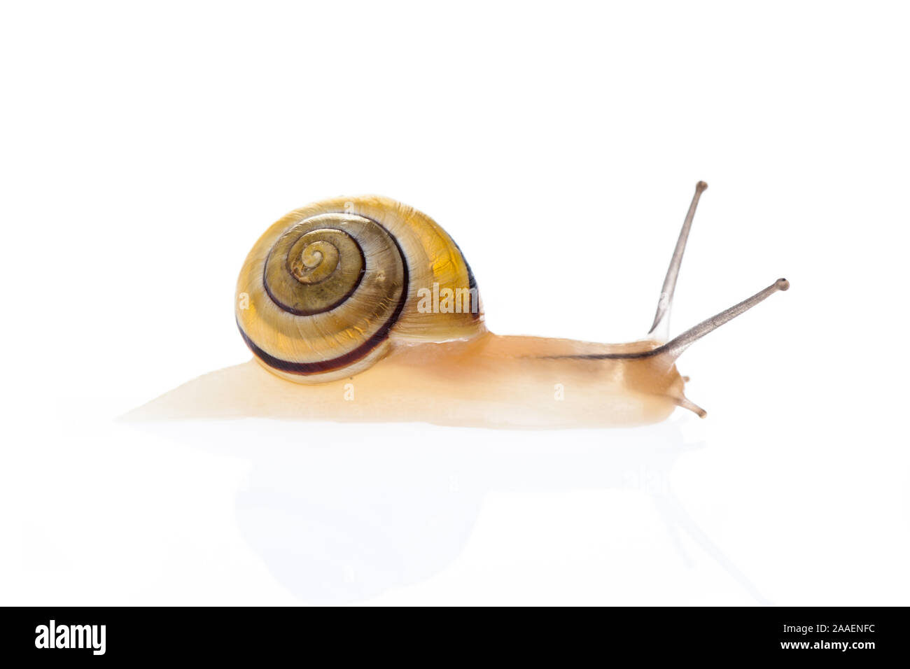 snail with reflection on white background Stock Photo