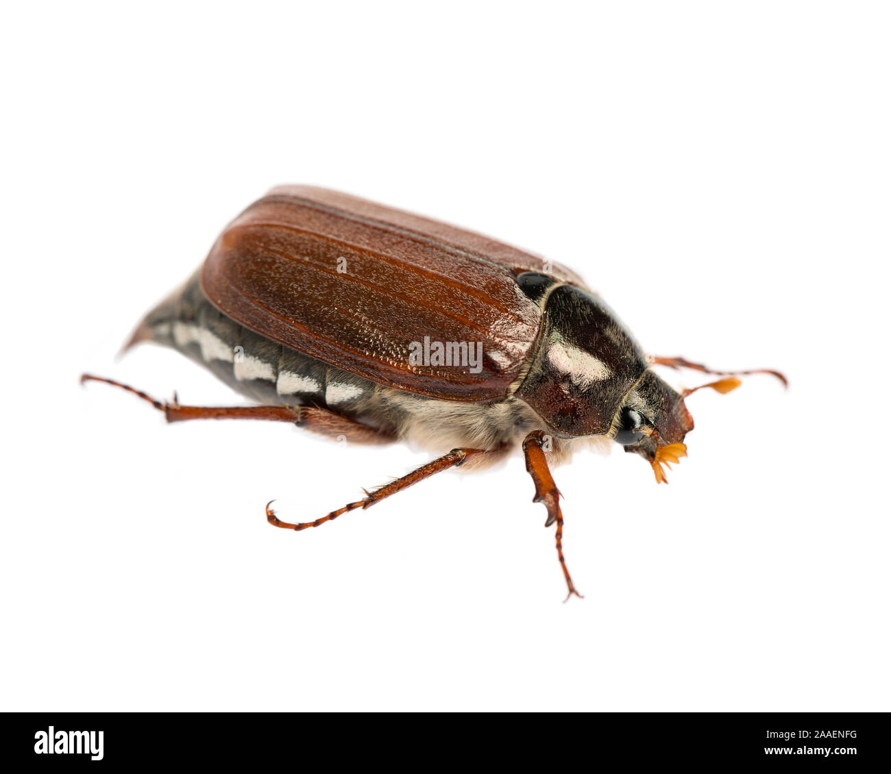 Cockchafer (Melolontha) isolated on white background Stock Photo