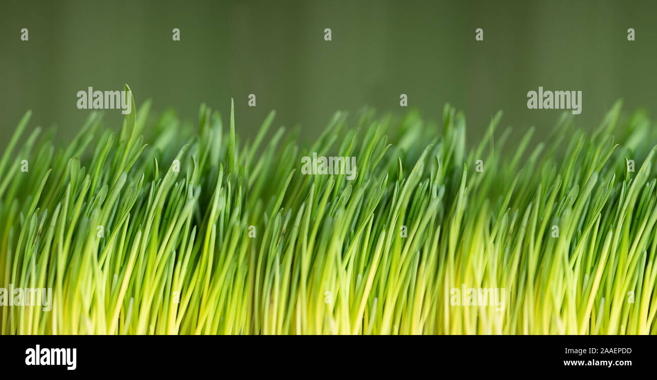 Green fresh grass on a green background. Close up Stock Photo - Alamy