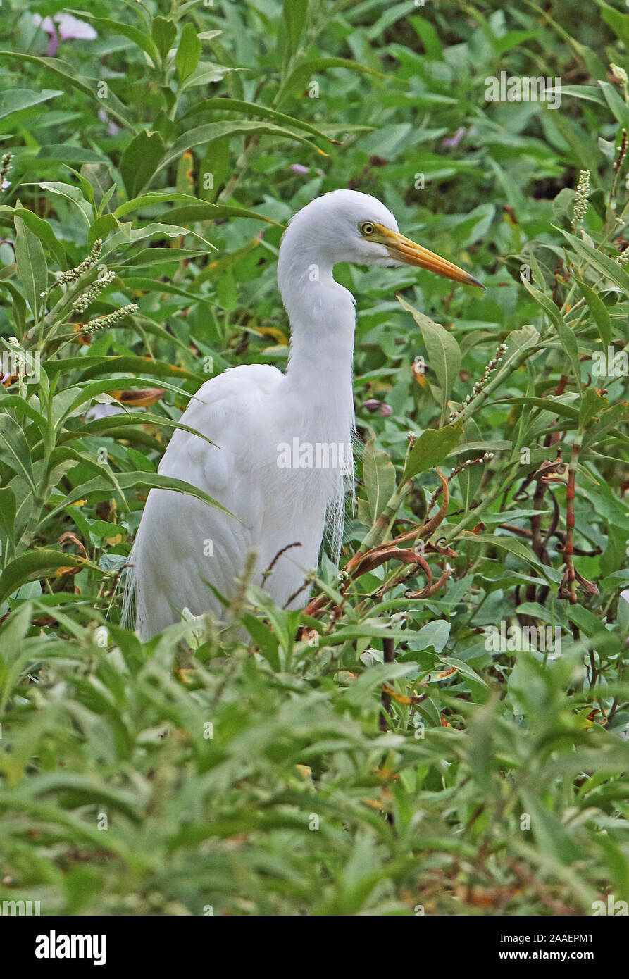 Cattle Egret (Bubulcus ibis coromandus) adult standing in wetland  Port Moresby, Papua New Guinea                 July Stock Photo