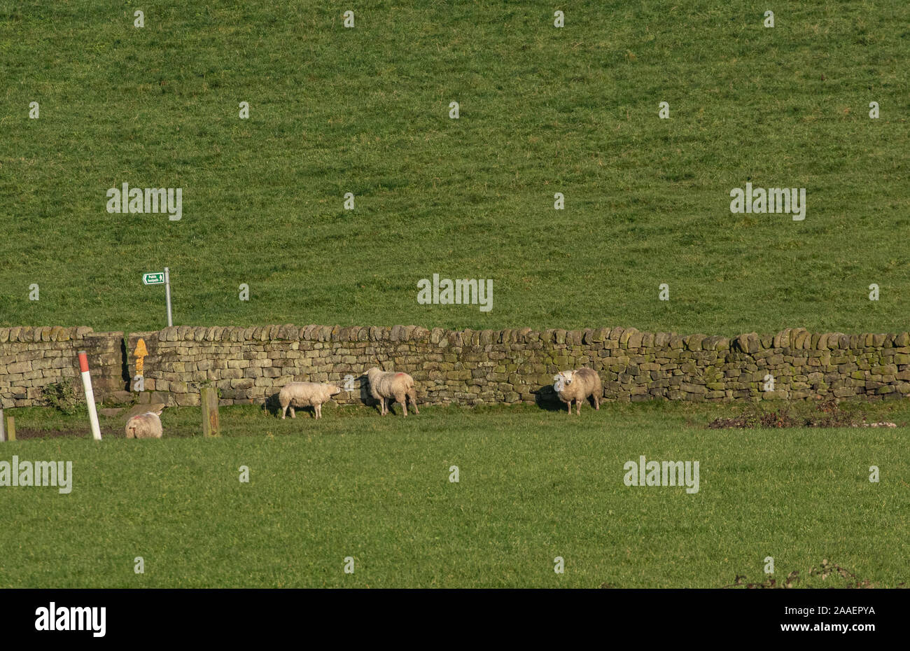 Sheep against a dry stone wall. Two sheep are licking the stone. Stock Photo