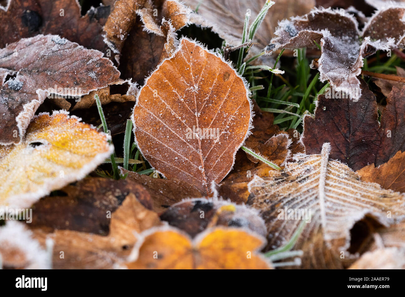 Mixed leaves on the ground covered in frost Stock Photo - Alamy