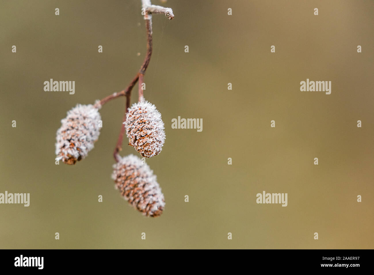 Female Alder Catkins covered in frost with a blank background. Stock Photo