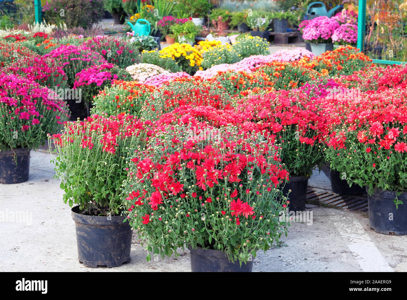 Garden shop with flowers. Bushes with purple and red hrysanthemums in pots in garden store. Nursery of plant and trees for gardening. Stock Photo