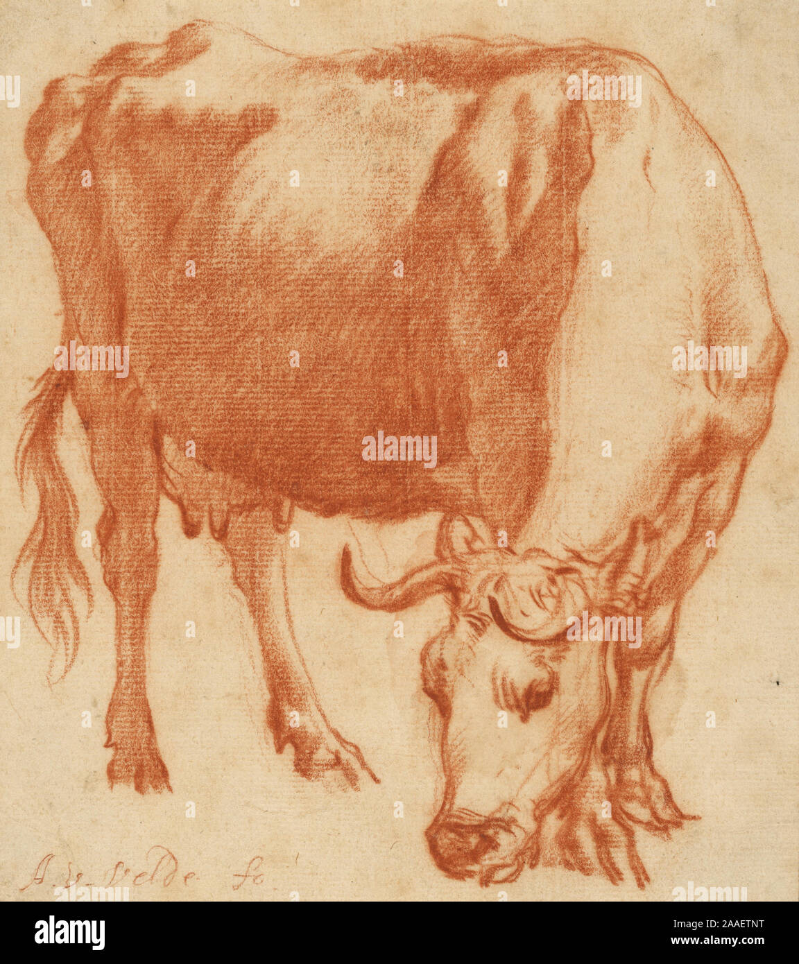 A Cow Grazing; Adriaen van de Velde (Dutch, 1636 - 1672); Holland; about 1663; Red chalk, black framing lines; 15.6 x 14 cm (6 1/8 x 5 1/2 in.); 89.GB.40 Stock Photo