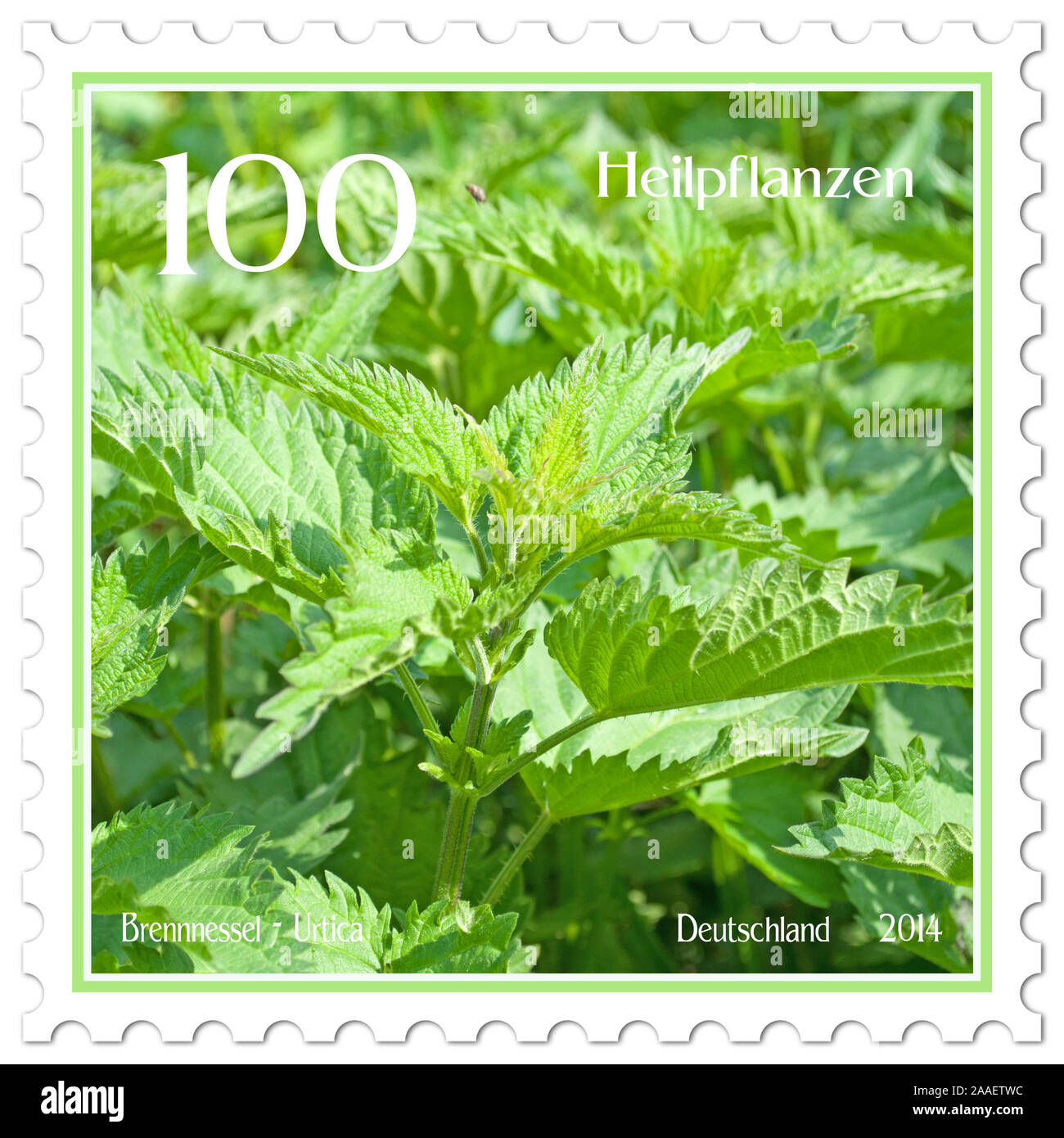 Postage stamp with an illustration of the nettle, Urtica Stock Photo