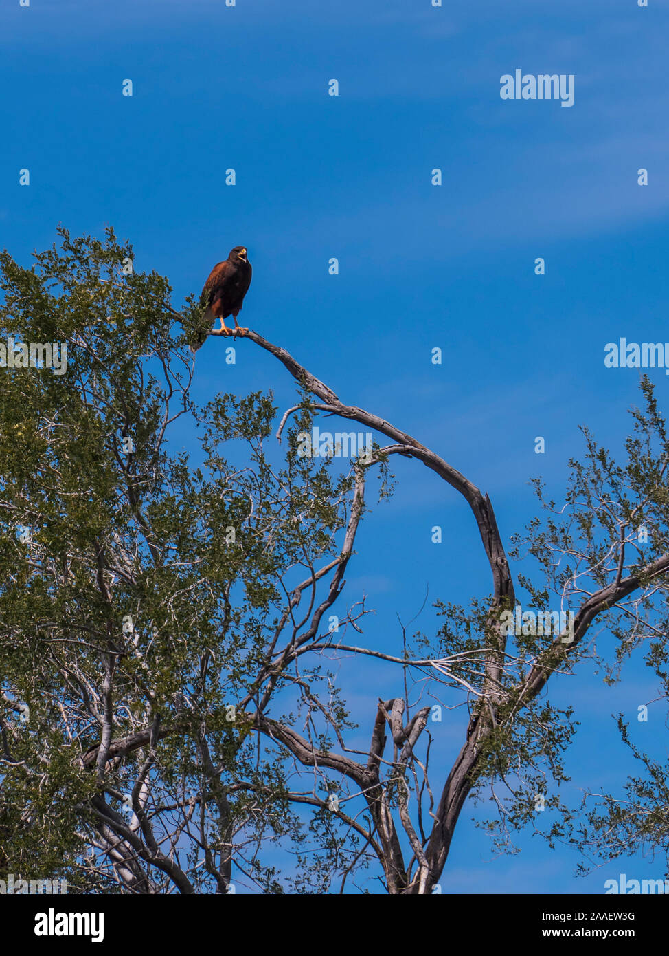 Harris's Hawk atop an acacia tree, Usery Mountain Regional Park, Mesa