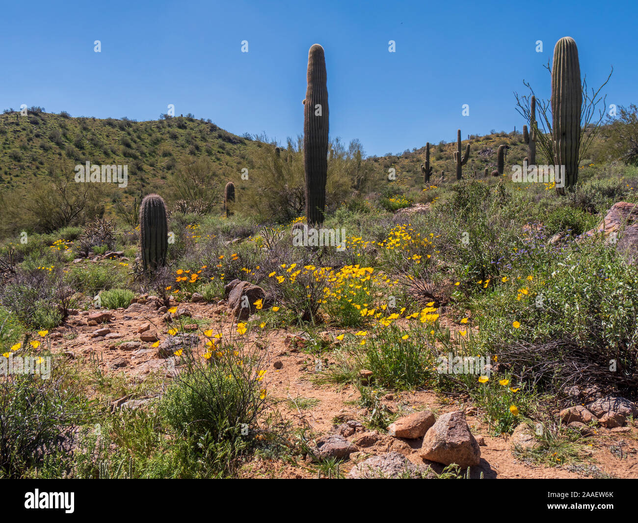 Saguaro cactus california poppy hi-res stock photography and images - Alamy