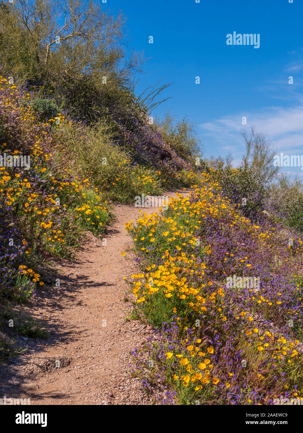 Mexican gold poppy, California poppy (Eschscholzia californica) along the Pass Mountain Trail, Usery Mountain Regional Park, Mesa, Arizona. Stock Photo